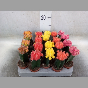 Gymnocalycium mihanov. 'Japan'  mix