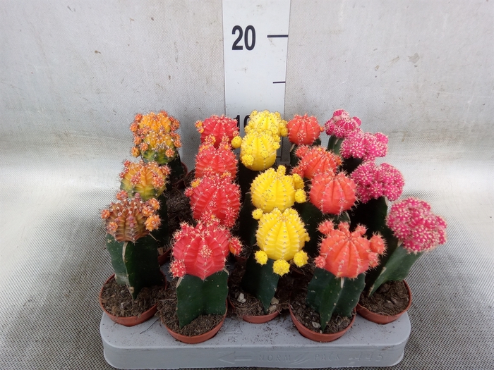 <h4>Gymnocalycium mihanov. 'Japan'  mix</h4>