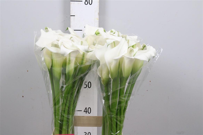 <h4>Zant Crystal Clear</h4>