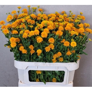 HELIOPSIS HEL ASAHI