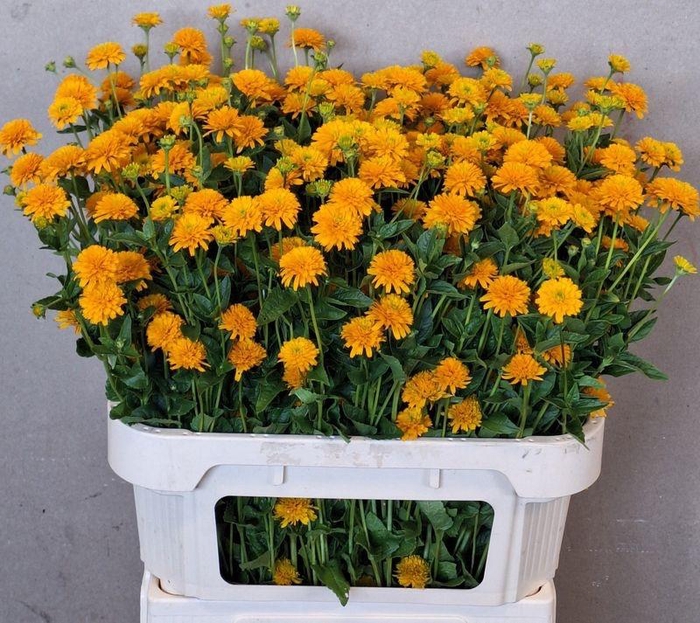 <h4>HELIOPSIS HEL ASAHI</h4>