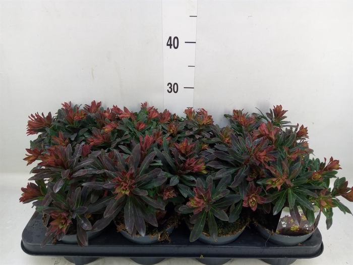 <h4>Euphorbia amygdaloides 'Purpurea'</h4>