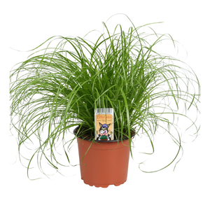 Cyperus alternifolius Zumula