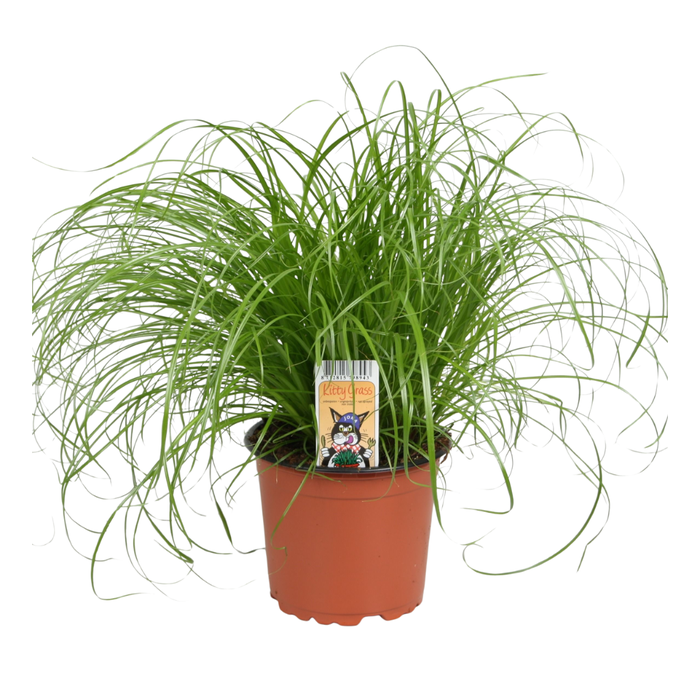 <h4>Cyperus alternifolius Zumula</h4>