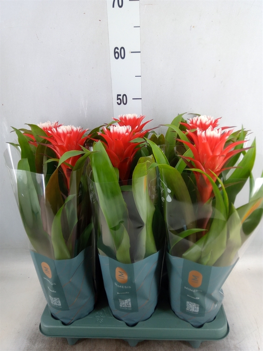 <h4>Guzmania  'Hope'</h4>