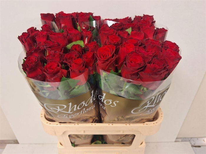 <h4>R GR RHODOS</h4>