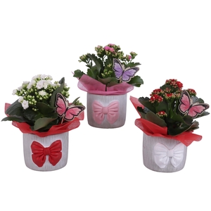 Womensday Arr. Indoor Ceramic Pot with Bow 3 Color Mix Ø12cm 1PP