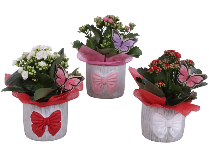 <h4>Womensday Arr. Indoor Ceramic Pot with Bow 3 Color Mix Ø12cm 1PP</h4>
