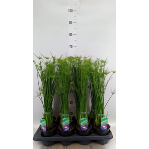 Cyperus haspan