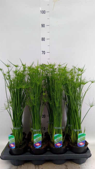 <h4>Cyperus haspan</h4>