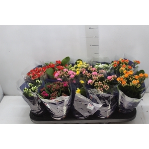 KALANCHOE DOBRADO P11