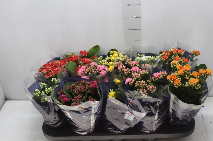 <h4>KALANCHOE DOBRADO P11</h4>