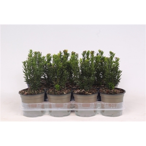 Taxus media 'Hillii'