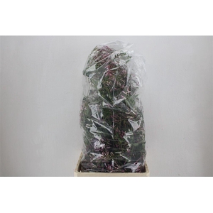 Jasmijn Ranken P Bunch