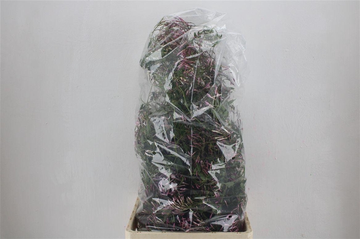 <h4>Jasmijn Ranken P Bunch</h4>