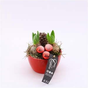 Arrangementen Hyacinthus 6%