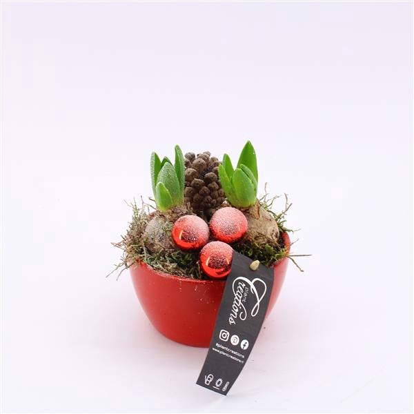 <h4>Arrangementen Hyacinthus 6%</h4>