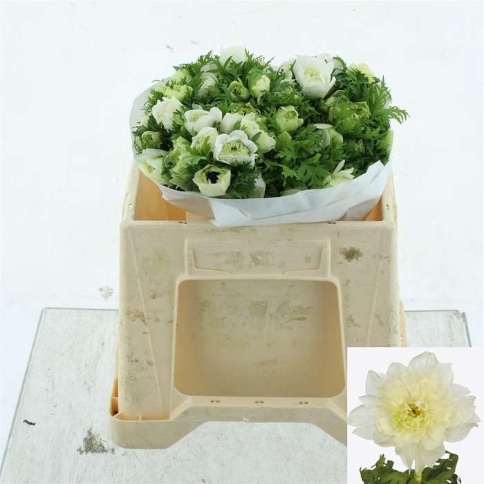 <h4>ANEM CO LEV BIANCO</h4>