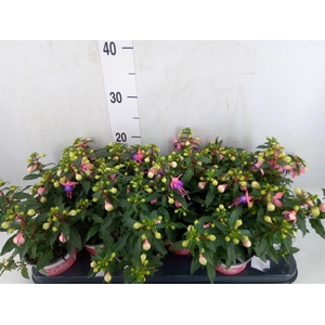 Fuchsia  'Bella Fuchsia Mariska'
