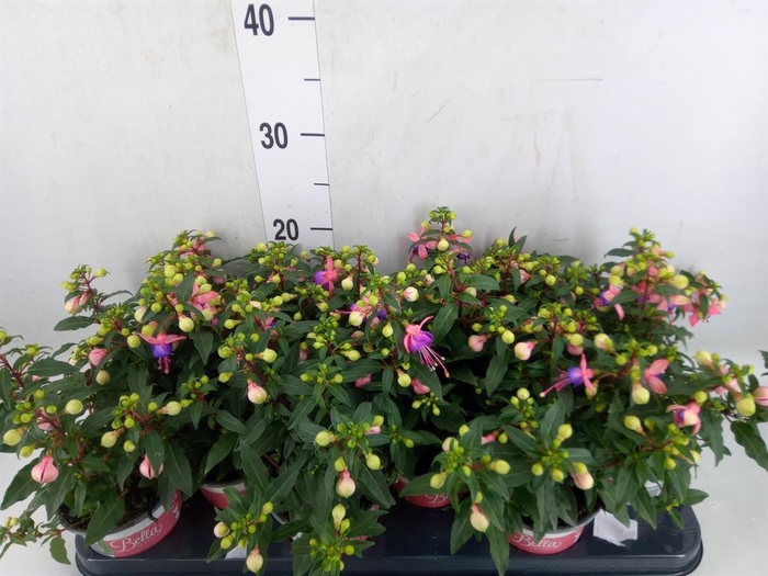 <h4>Fuchsia  'Bella Fuchsia Mariska'</h4>