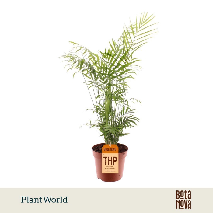 <h4>Chamaedorea elegans</h4>
