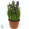 Gentiana  'Diana'