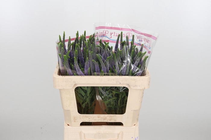 <h4>Veronica Overig</h4>