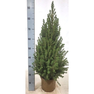 PICEA GL CONICA