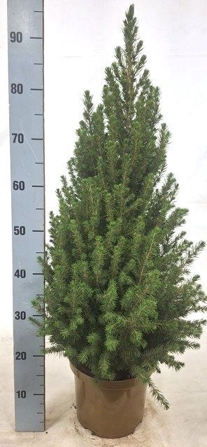 <h4>PICEA GL CONICA</h4>
