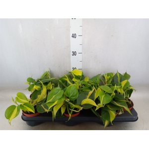 Philodendron scand. 'Brasil'