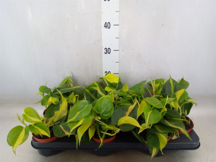 <h4>Philodendron scand. 'Brasil'</h4>