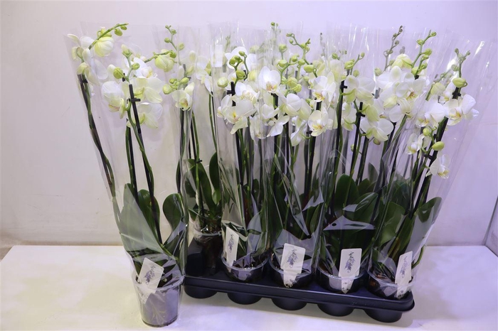 <h4>Phal Ov Wit</h4>