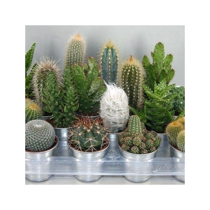 <h4>CACTUS GEM</h4>