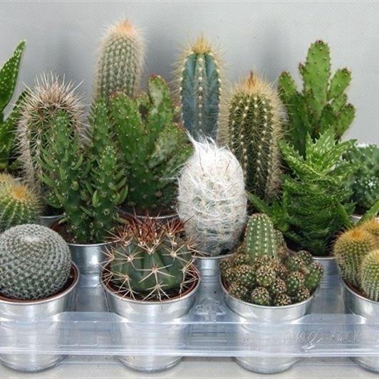 <h4>CACTUS GEM</h4>