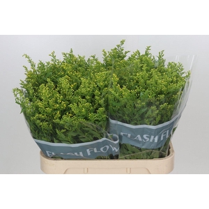 Solidago Golden Glory