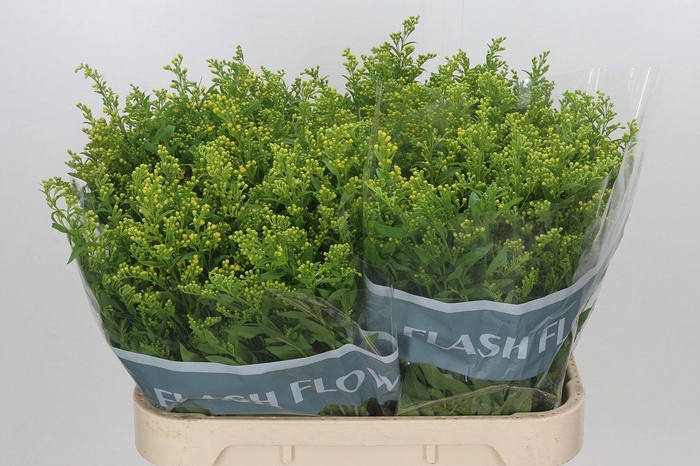 <h4>Solidago Golden Glory</h4>
