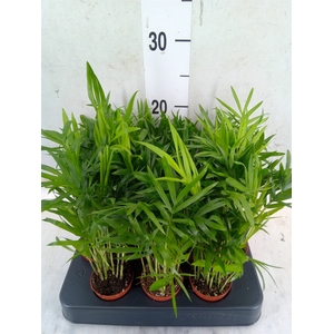 Chamaedorea elegans