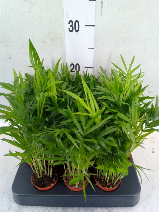 <h4>Chamaedorea elegans</h4>