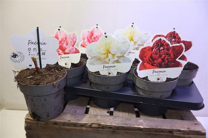 <h4>Paeonia L Gem</h4>