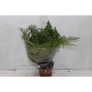ASPLENIUM PARVATI P17