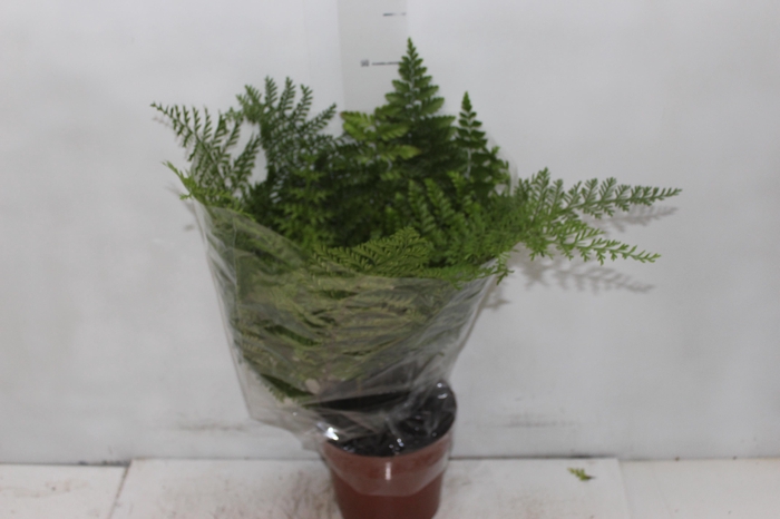 <h4>ASPLENIUM PARVATI P17</h4>