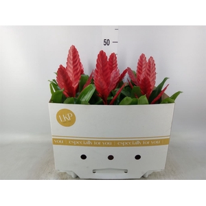 Vriesea  'Stream'