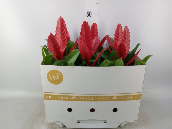 <h4>Vriesea  'Stream'</h4>