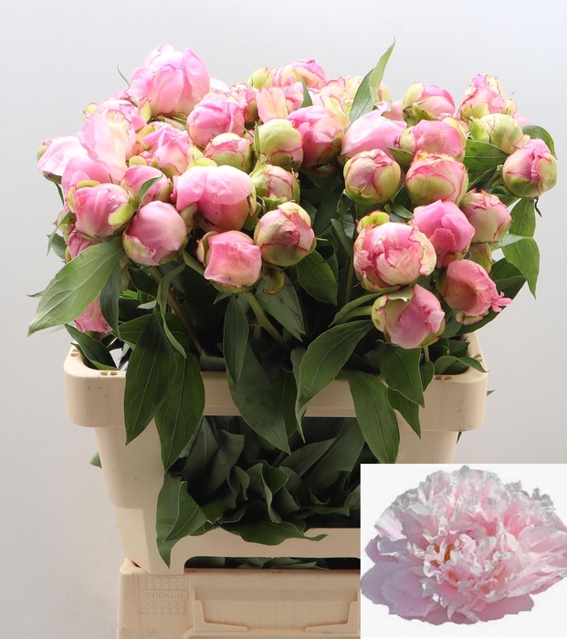 <h4>PAEO L CATH FONTIJN</h4>