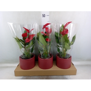 Anthurium  'Banderola Lava'