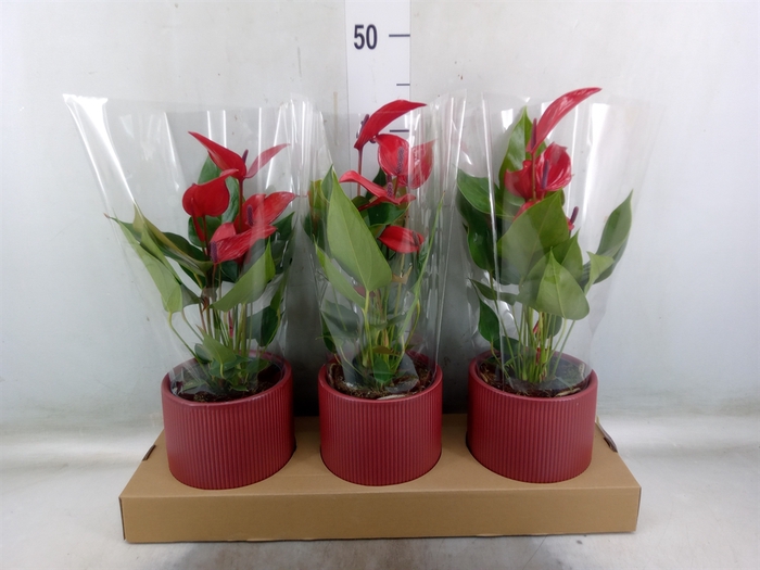 <h4>Anthurium  'Banderola Lava'</h4>