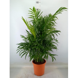 Chamaedorea elegans