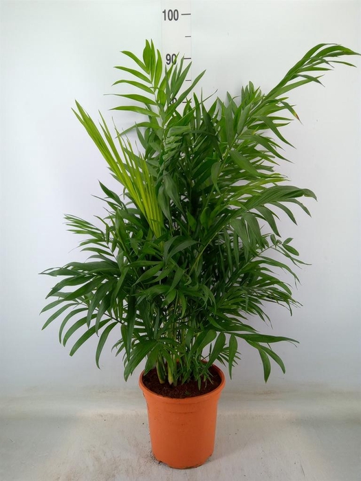 <h4>Chamaedorea elegans</h4>
