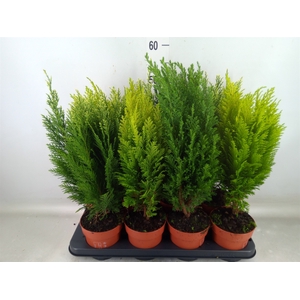 Conifers   ...mix