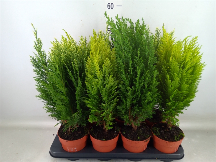 <h4>Conifers   ...mix</h4>